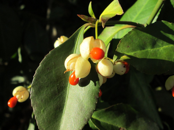 사철나무 - Japanese Spindle, Euonymus japonicus Thunb.