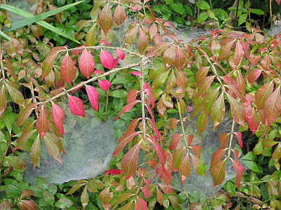 화살나무 사진 - Euonymus alatus (Thunb.) Siebold Photos