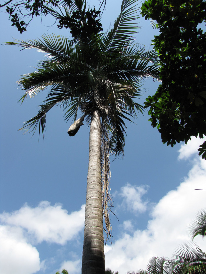 허리케인 야자 - Hurricane Palm, Princess Palm, Red Palm, Dictyosperma album
