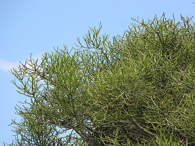 녹산호 사진 - Euphorbia Tirucalli f. variegata Photos
