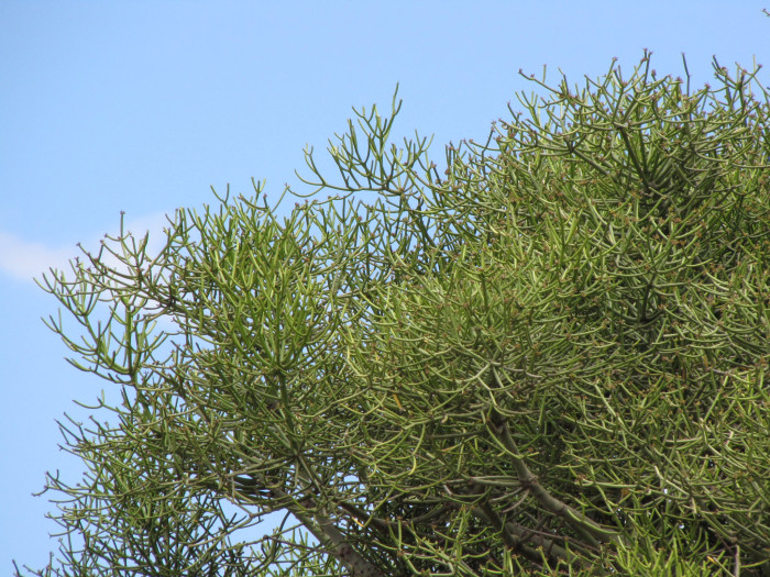 녹산호 - Milkbush, pencil tree, Euphorbia Tirucalli f. variegata