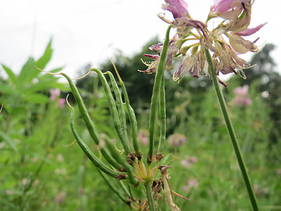 왕관갈퀴나물 사진 - Securigera varia (L.) Lassen Photos