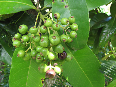 피멘토 사진 - Pimenta dioica Photos