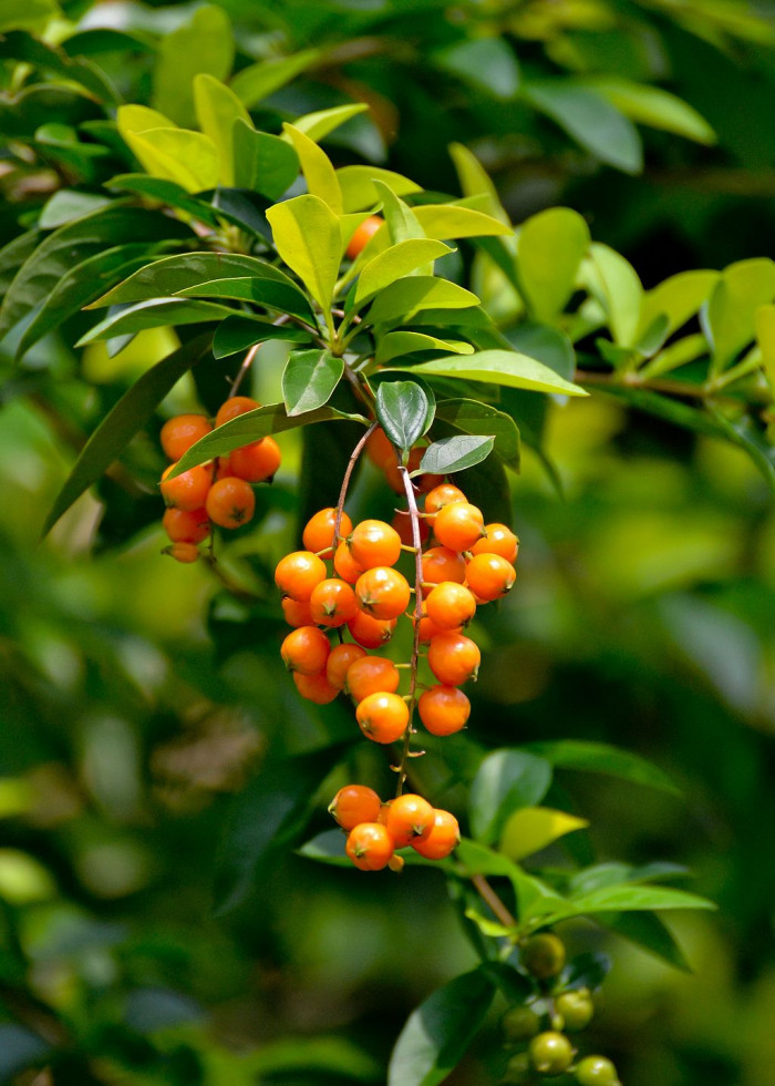듀란타 - Duranta repens, Duranta erecta L