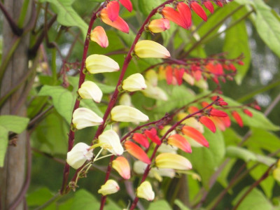 폭죽덩굴 사진 - Ipomoea lobata (Cerv.) Thell. Photos