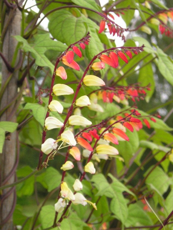 폭죽덩굴 - Firecracker Vine, Spanish Flag, Ipomoea lobata (Cerv.) Thell.