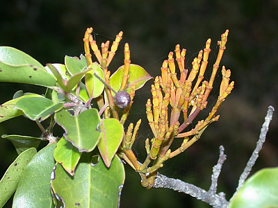 동백나무겨우살이 사진 - Korthalsella japonica (Thunb.) Engl. Photos