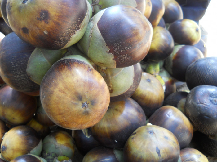 팔미라야자 - Wine palm, Palmyra fruit, Toddy Palm, Sugar Palm, Borassus flabellifer