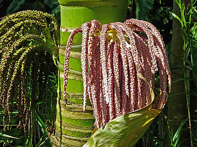 닉카우 야자 사진 - Rhopalostylis sapida Photos