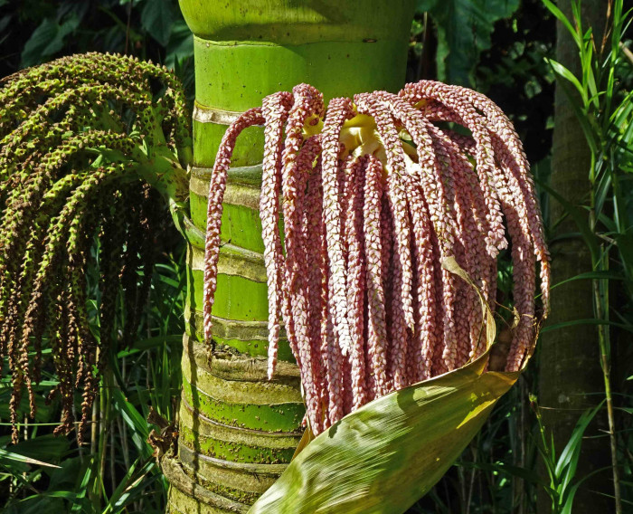 닉카우 야자 - Nikau Palm, Shaving Brush Palm, Rhopalostylis sapida