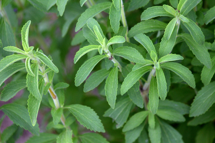 스테비아 - Stevia rebaudiana