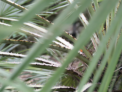 아큘레타 부채 야자 사진 - Brahea aculeata Photos