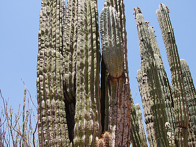 무륜주 사진 - Pachycereus pringlei (S.Watson) Britton & Ros Photos