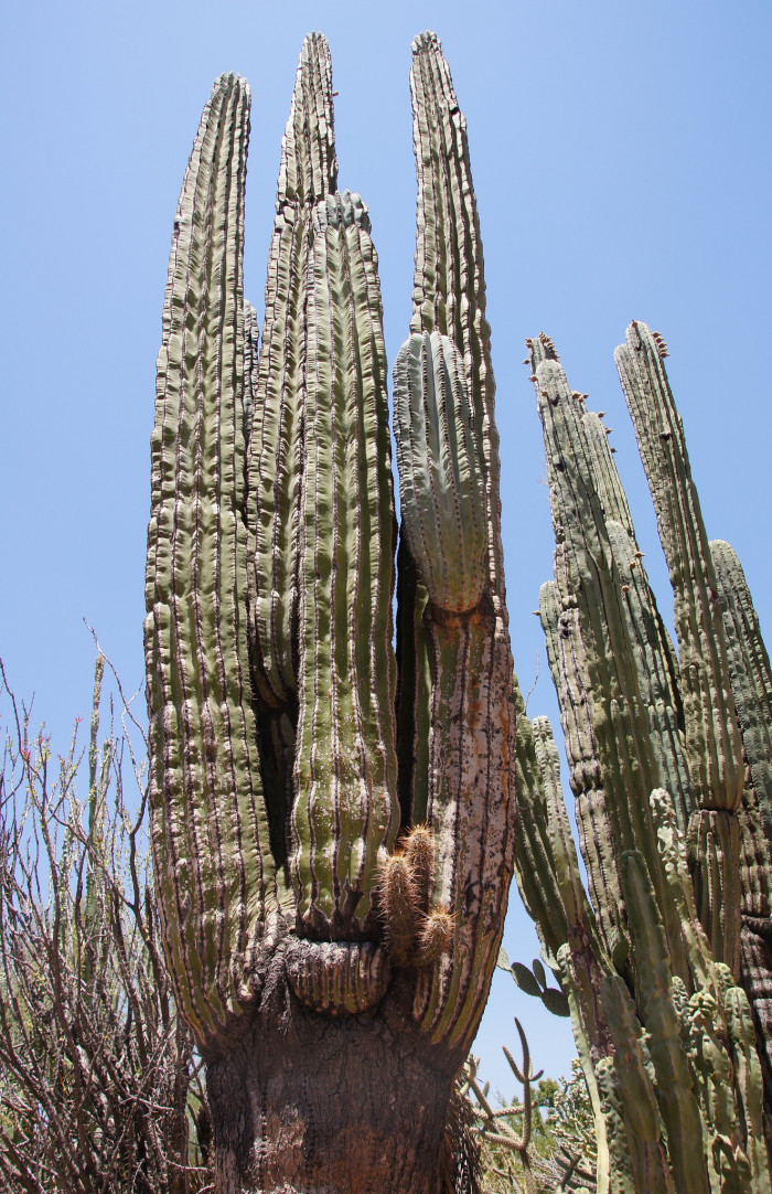 무륜주 - Cardon, Elephant Cactus, Mexican Giant Cactus, Pachycereus pringlei (S.Watson) Britton & Ros