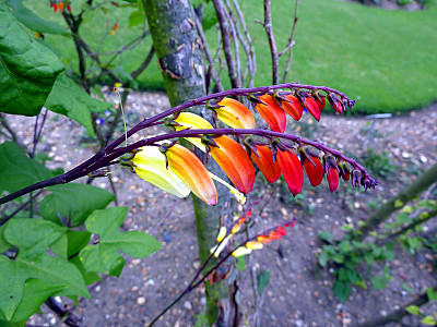 폭죽덩굴 사진 - Ipomoea lobata (Cerv.) Thell. Photos