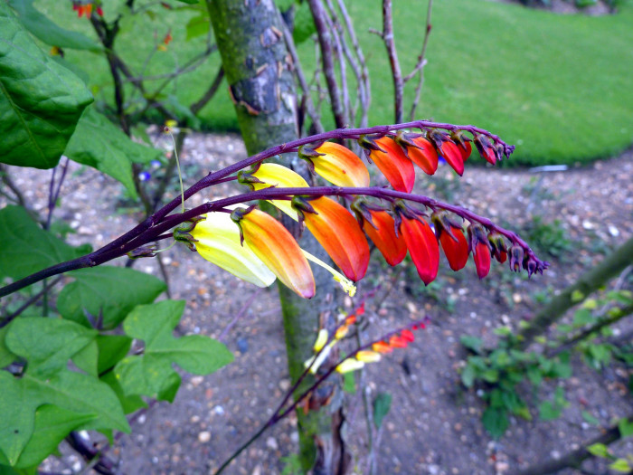 폭죽덩굴 - Firecracker Vine, Spanish Flag, Ipomoea lobata (Cerv.) Thell.