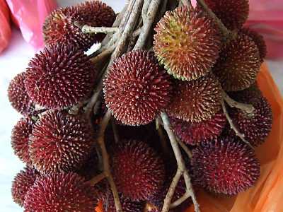 폴라산 사진 - Nephelium mutabile Blume Photos
