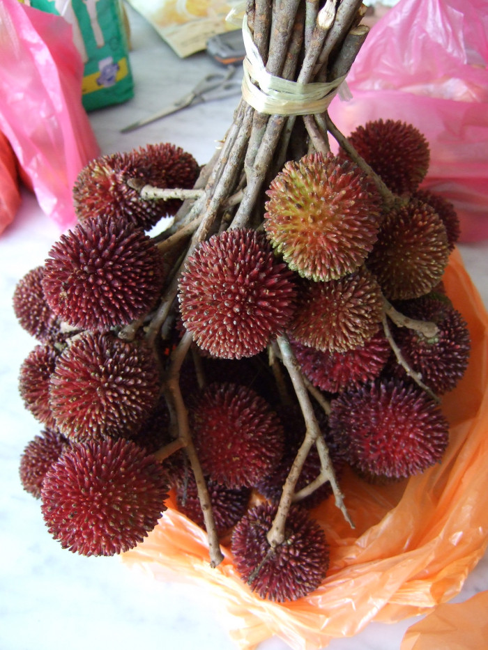 폴라산 - Pulasan, Nephelium mutabile Blume