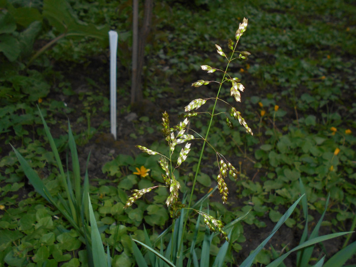 향모 - Hierochloe odorata (L.) P.Beauv.
