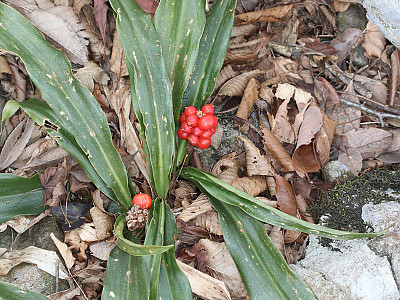 만년청 사진 - Rohdea japonica (Thunb.) Roth Photos
