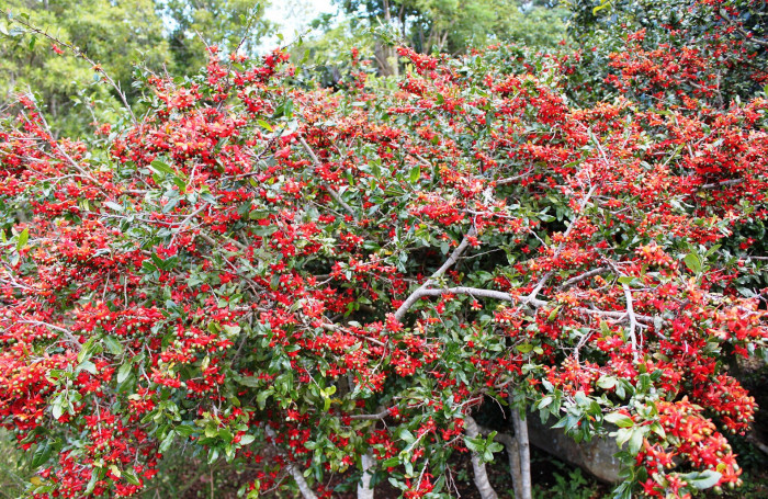 미키마우스트리 - Mickey Mouse bush, Small-leaved plane, Carnival bush, Ochna serrulata