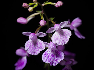 나비난초 사진 - Ponerorchis graminifolia Rchb. f. Photos
