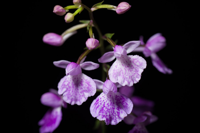 나비난초 - Spider plant, Ponerorchis graminifolia Rchb. f.