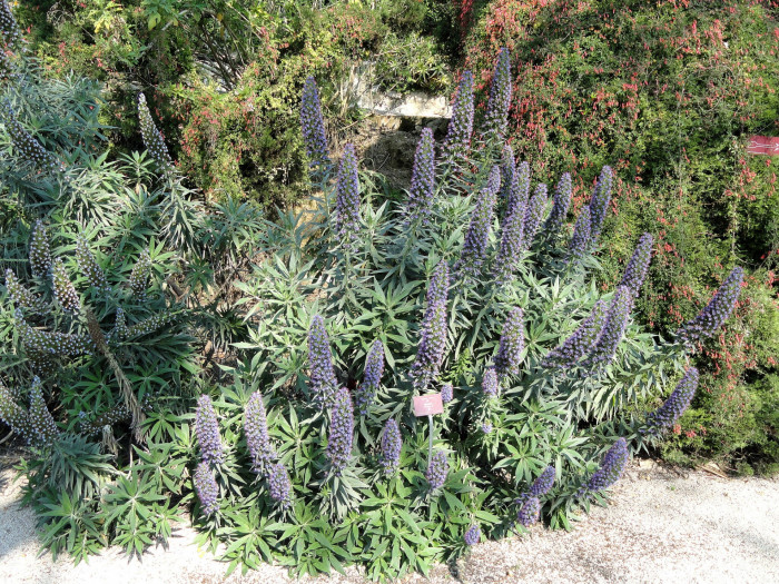 보석타워 - Pride of Madeira, Echium candicans, Echium fastuosum
