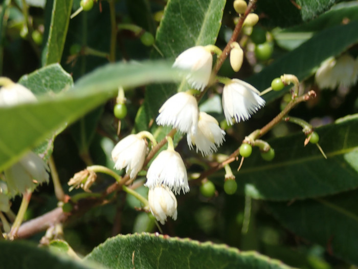 블루베리 애쉬 - Blueberry ash, Ash quandong, Blue olive berry, Fringe tree, Elaeocarpus reticulatus