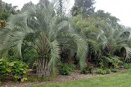 뷰티아 에리오스파타 - Butia eriospatha