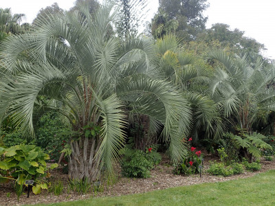 뷰티아 에리오스파타 사진 - Butia eriospatha Photos
