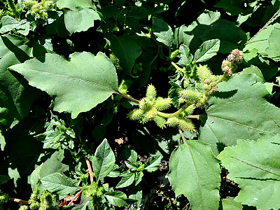 도꼬마리 사진 - Xanthium strumarium L. Photos