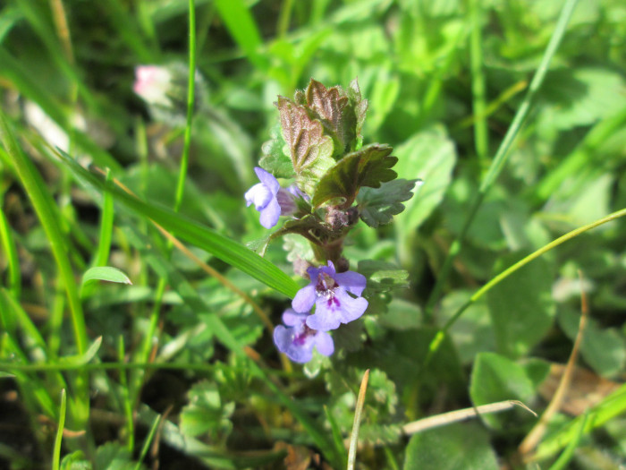 긴병꽃풀 - Glechoma hederacea var