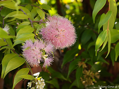 릴리필리 사진 - Syzygium wilsonii Photos