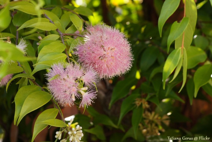 릴리필리 - Lilly Pilly, Syzygium wilsonii