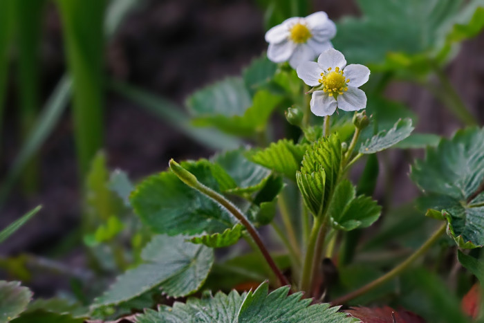 딸기 - Strawberries, Fragaria ananassa Duch.