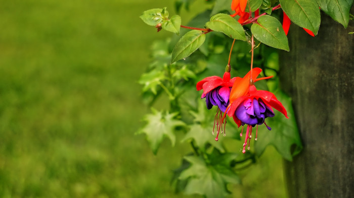 후쿠시아 - Common garden fuchsia, Fuchsia spp.