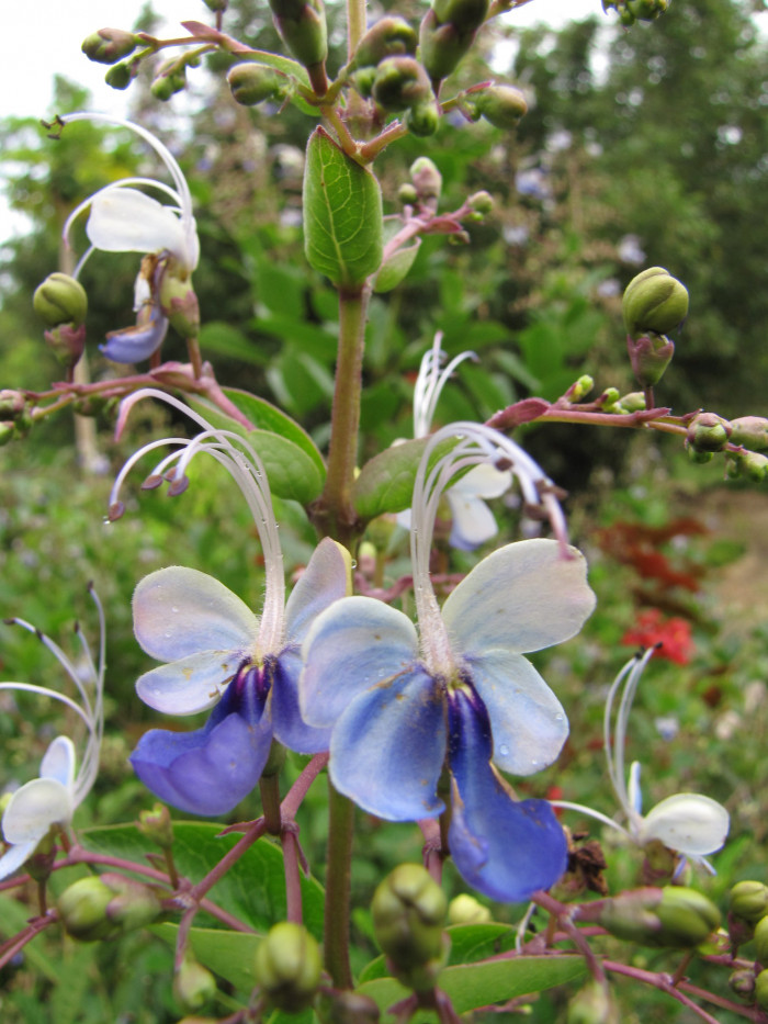 나비꽃 - Blue butterfly, Clerodendrum ugandense