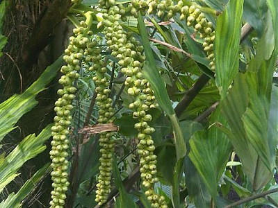아렌가야자 사진 - Arenga undulatifolia Photos