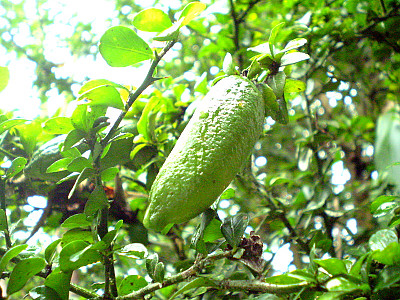 핑거라임 사진 - Citrus australasica Photos