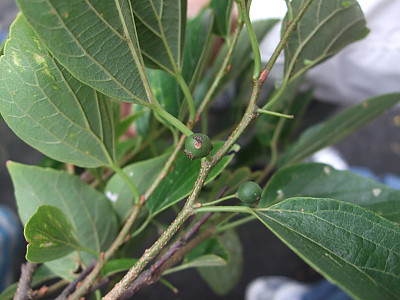 팽나무 사진 - Celtis sinensis Pers. Photos