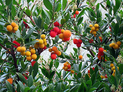 딸기나무 사진 - Arbutus unedo Photos