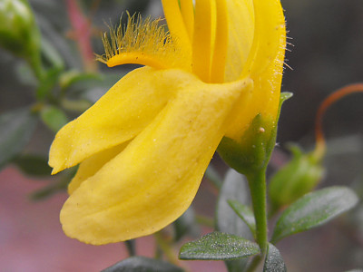 케크실라 안티니라이오데스 사진 - Keckiella antirrhinoides Photos