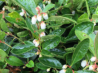 가울테리아 사진 - Gaultheria procumbens L. Photos