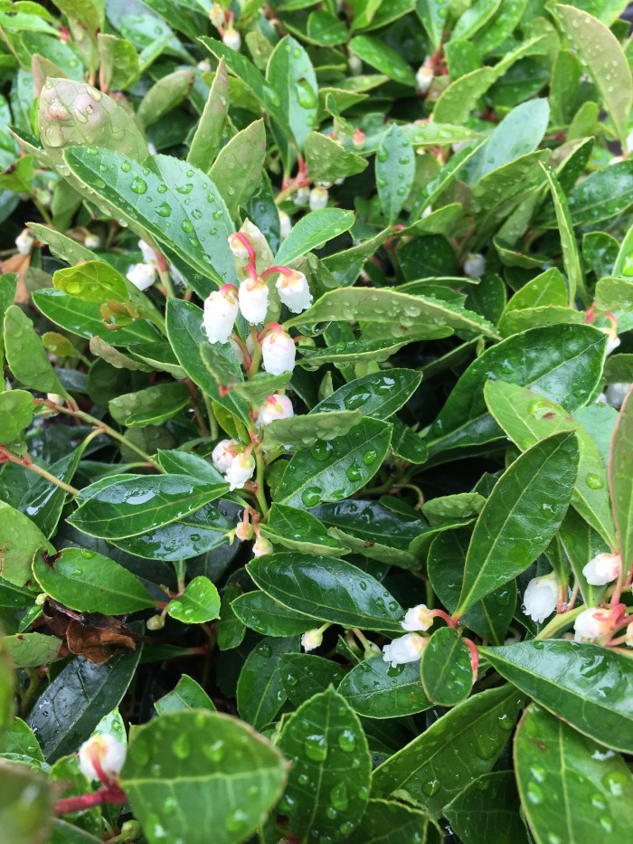 가울테리아 - Teaberry, Wintergreen, Checkerberry, Gaultheria procumbens L.