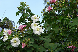 코튼로즈 - Hibiscus mutabilis ‘Cotton Rose’