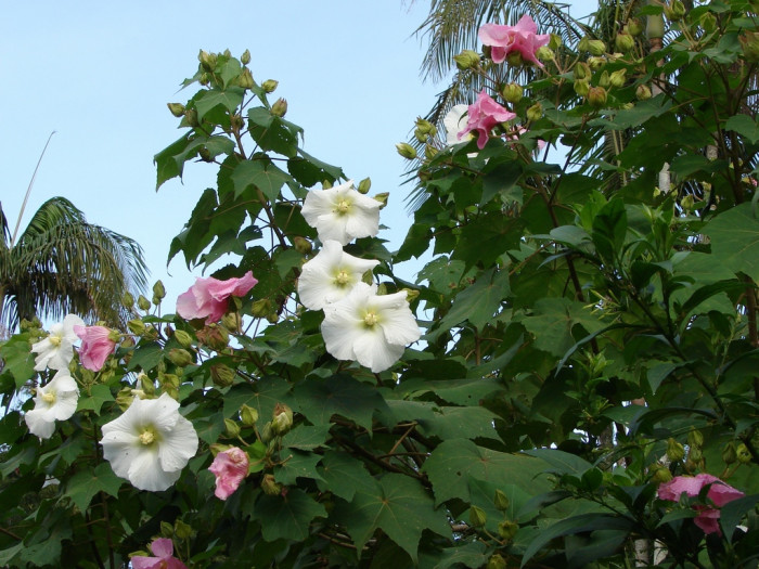코튼로즈 - Cotton Rose, Confederate Rose, Hibiscus mutabilis ‘Cotton Rose’