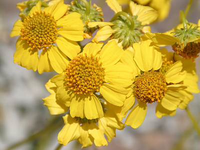 엔첼리아 파리노사 사진 - Encelia farinosa Photos