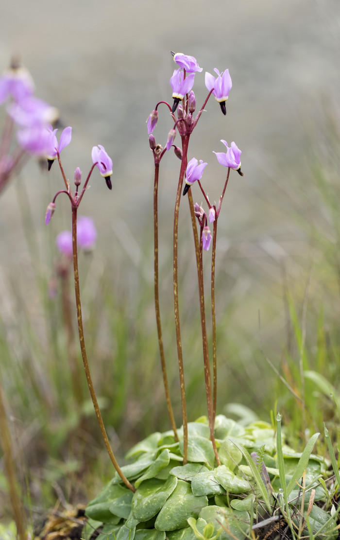 인디언앵초 - shooting star, American cowslip, mosquito bills, mad violets, sailor caps, Dodecatheon