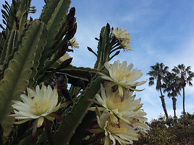 귀면각 사진 - Cereus peruvianus Mill. Photos